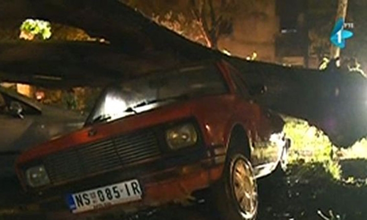 Stablo palo na automobil