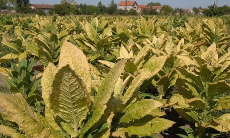 Oduzeto 30 kilograma duvana