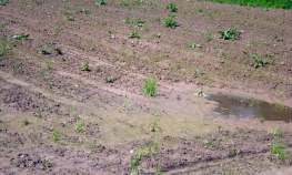 Kukuruz zasijan na 60 odsto planiranih površina