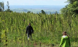Pronađene plantaža i laboratorija marihuane kod Velike Kladuše