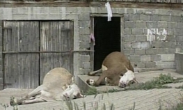 Pogledajte šta građanima poručuju iz Veterinarskog instituta RS "Dr ...