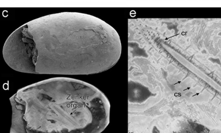 Pronađeni spermatozoidi stari 17 miliona godina