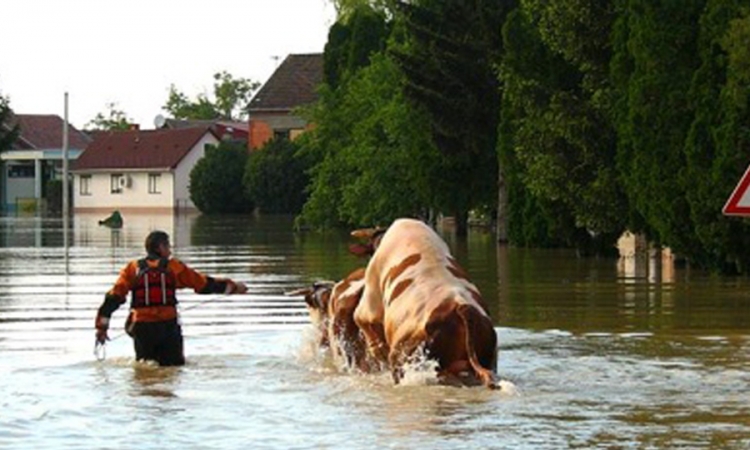 Namamili bika kravom i... spasili mu život