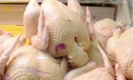 Smrznuta piletina iz Poljske zaražena salmonelom