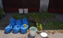 Maloljetnici uzgajali i prodavali marihuanu