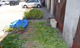 Maloljetnici uhapšeni na plantaži kanabisa