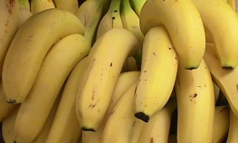 Panamska bolest ugrožava banane