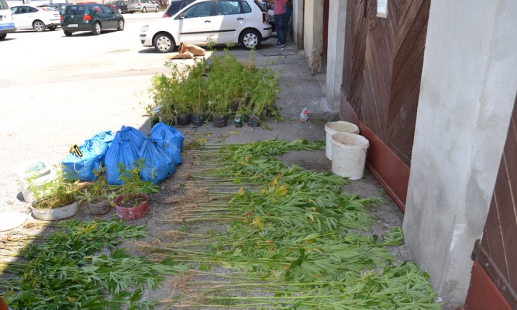 Maloljetnici uhapšeni na plantaži kanabisa