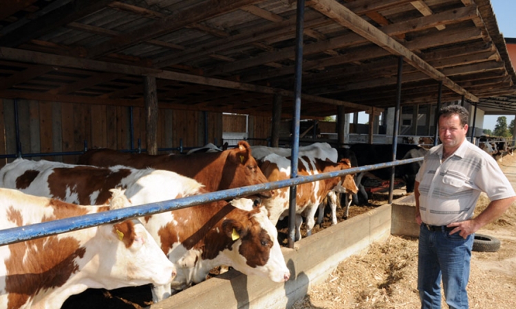 Stočne hrane nema, farmeri u panici