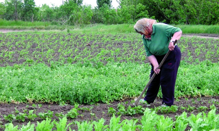 Šteta u ratarstvu oko četiri miliona KM