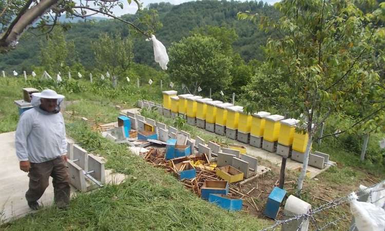 Medvjed uništio 13 košnica