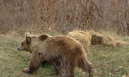 Nezakonito odstrijelio medvjeda u Kneževu