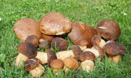  Vrganj rodio, otkupne cijene niske