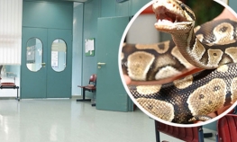 Medicinska sestra na posao donijela pitona