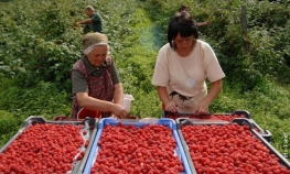 Neprihvatljiva najavljena otkupna cijena maline