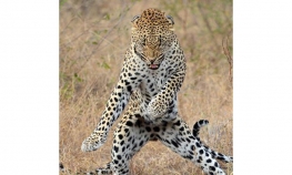 I leopard želi na fakultet