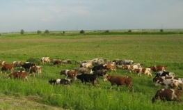 Ženu zgazilo krdo krava