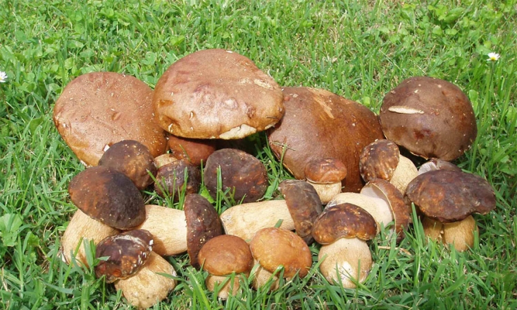  Vrganj rodio, otkupne cijene niske