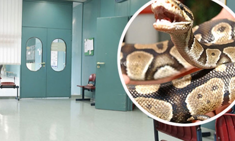 Medicinska sestra na posao donijela pitona