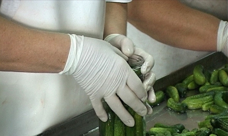 Petrovčani ubrali 372 kilograma krastavaca
