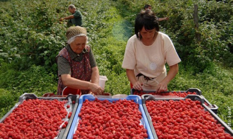 Neprihvatljiva najavljena otkupna cijena maline