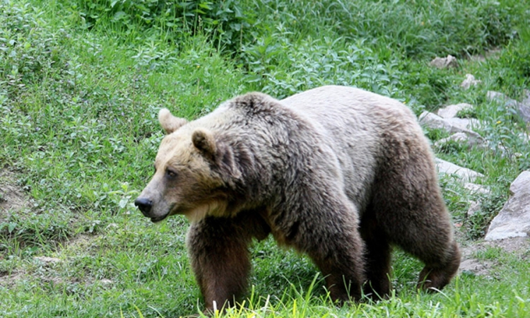 Medvjed usmrtio ovcu u Ljubačevu