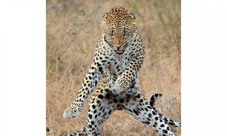 I leopard želi na fakultet