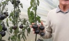 Nova vrsta povrća koja ubija ćelije raka?