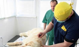 Na jesen besplatna sterilizacija pasa