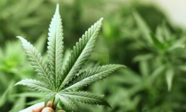  Marihuana u medicinske svrhe unosan biznis