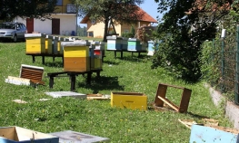 Medvjed provalio u pčelinjak