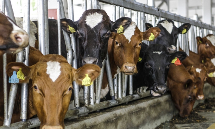  Krave spavaju na udobnim prostirkama i slušaju sevdalinke