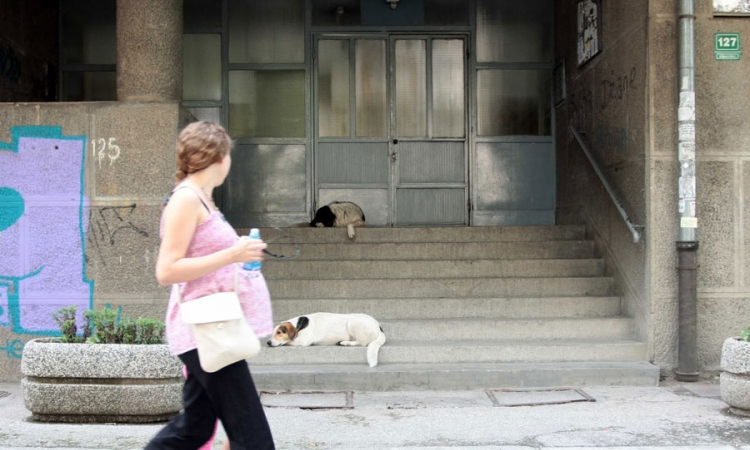 Psi lutalice dnevno napadnu desetak osoba u Sarajevu
