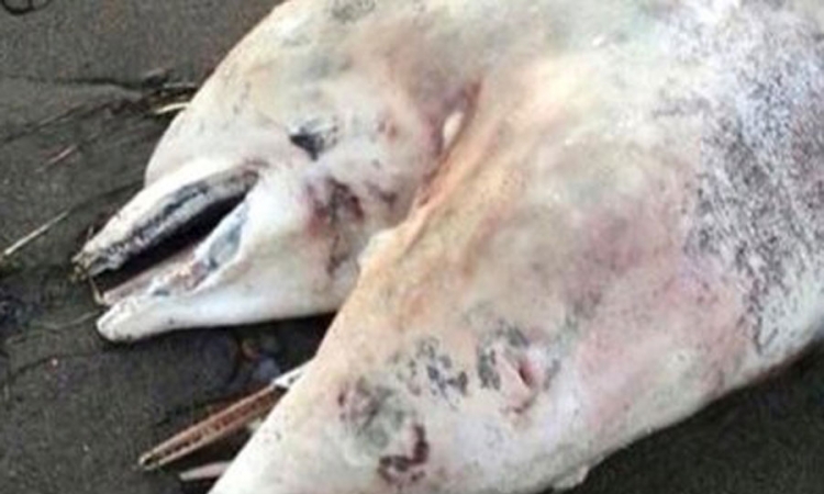 Pronađen dvoglavi delfin kod Izmira