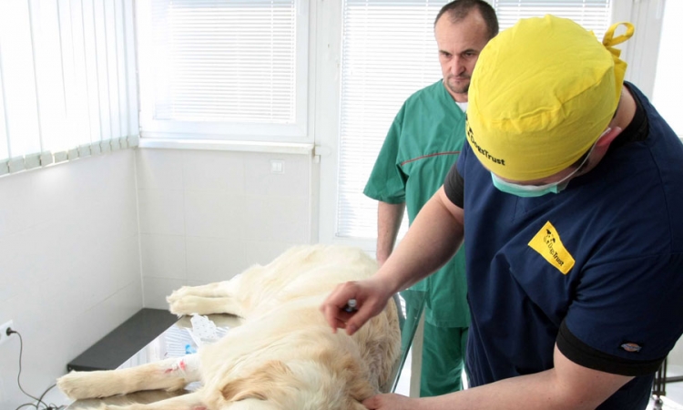 Na jesen besplatna sterilizacija pasa