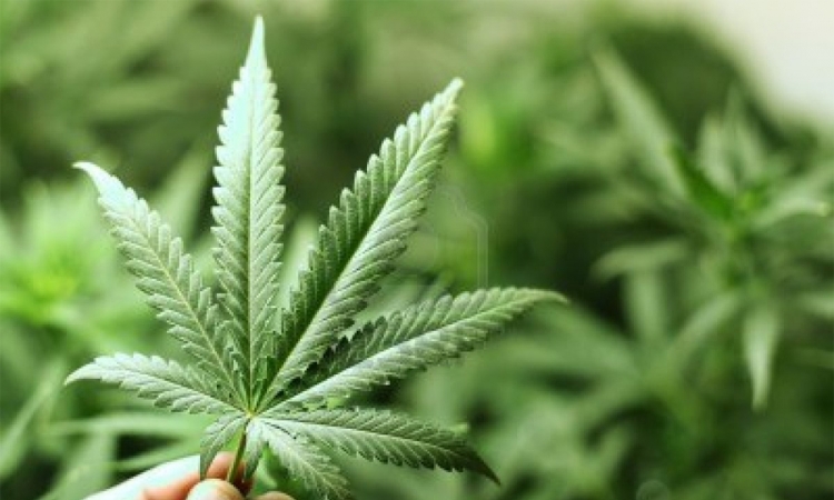  Marihuana u medicinske svrhe unosan biznis