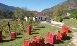 Jubilarna berba daće najbolja vina