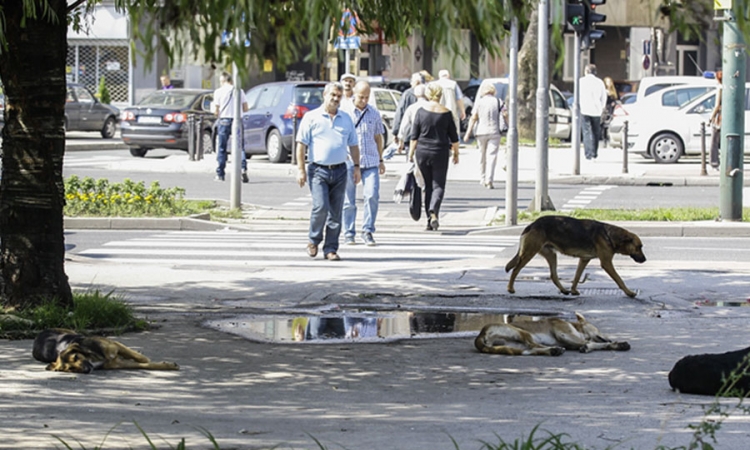 U Sarajevu 678 ujeda pasa