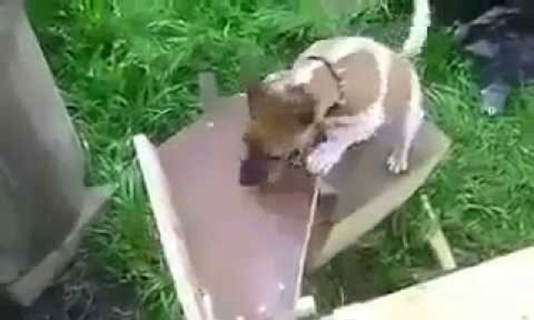 Pogledajte kako pas sam sebi baca lopticu