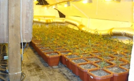 Pronađene 3 laboratorije skanka