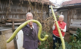 Uzgojili tikve duže od dva metra