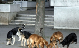 Psi lutalice i dalje veliki problem