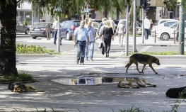 Sterilisana 2.334 psa u Sarajevu 