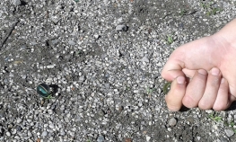 Klikeri ponovo u modi