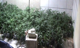 Predložen pritvor za dilere drogom