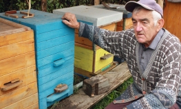Misteriozni nestanak pčela
