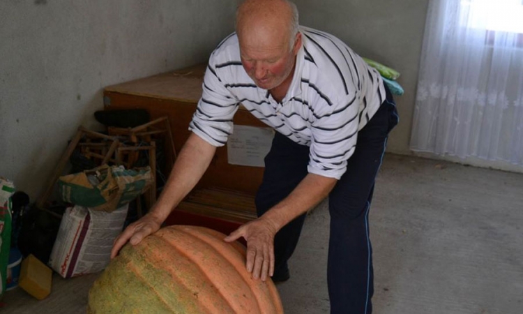 Uzgojio bundevu  od 50 kilograma