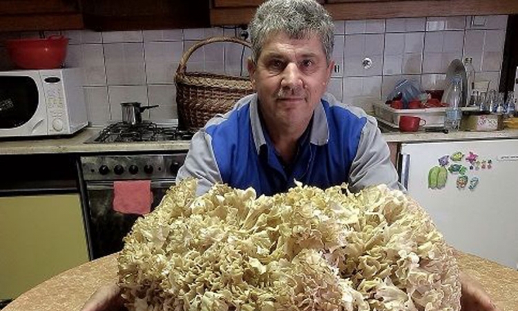 Pronašao kapitalni primjerak borove gljive