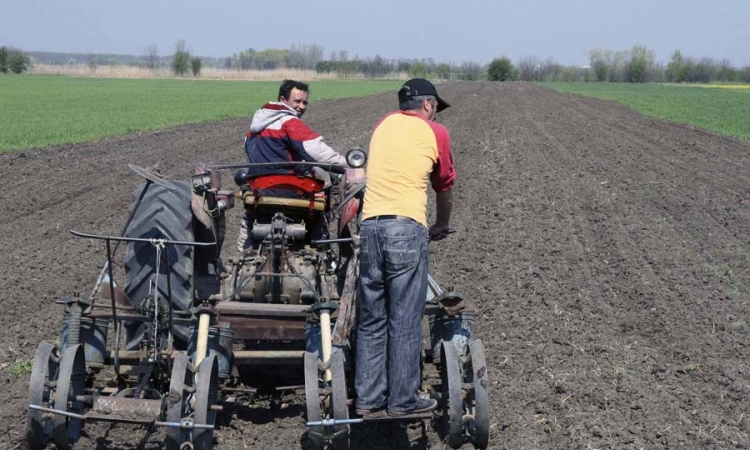 Za jesenju sjetvu u TK potrebno 6,3 miliona KM