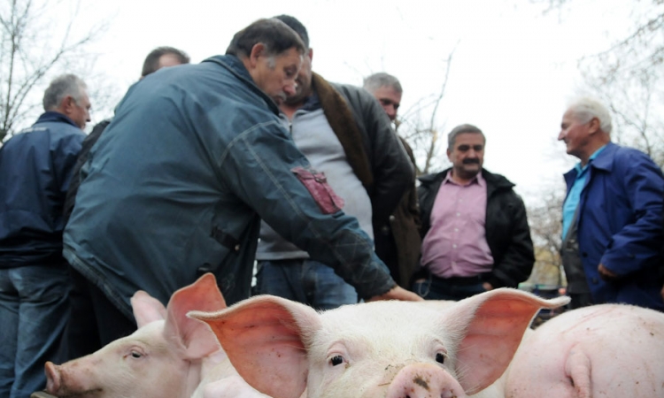 "Mršava" potražnja  za tovnim svinjama
